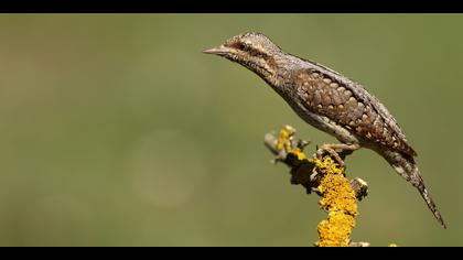 Boyunçeviren » Eurasian Wryneck » Jynx torquilla