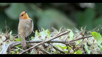 Kızılgerdan » European Robin » Erithacus rubecula