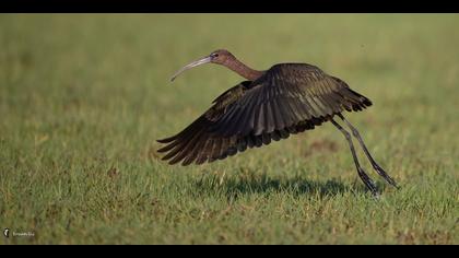 Çeltikçi » Glossy Ibis » Plegadis falcinellus