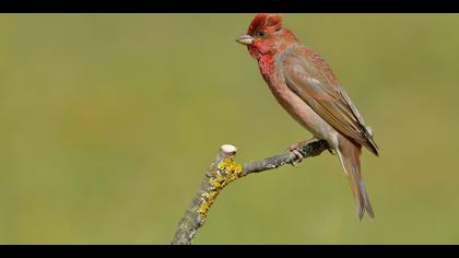 Çütre » Common Rosefinch » Carpodacus erythrinus