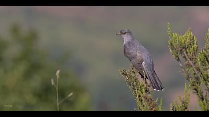 Guguk » Common Cuckoo » Cuculus canorus