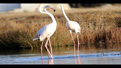 Flamingo » Greater Flamingo » Phoenicopterus roseus