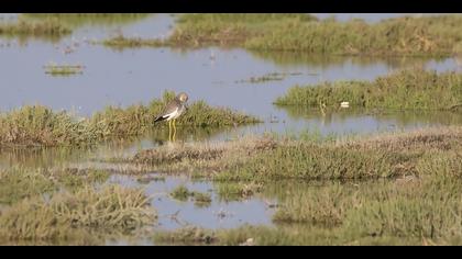 Akkuyruklu kızkuşu » White-tailed Lapwing » Vanellus leucurus