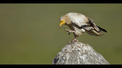 Küçük akbaba » Egyptian Vulture » Neophron percnopterus