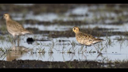 Küçük altın yağmurcun » Pacific Golden Plover » Pluvialis fulva