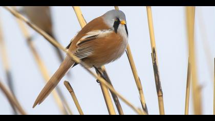 Bıyıklı baştankara » Bearded Reedling » Panurus biarmicus