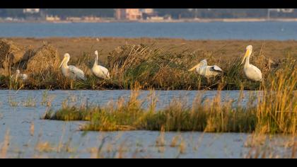 Tepeli pelikan » Dalmatian Pelican » Pelecanus crispus