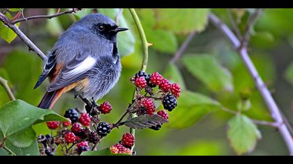 Kara kızılkuyruk » Black Redstart » Phoenicurus ochruros