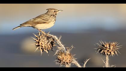 Tepeli toygar » Crested Lark » Galerida cristata