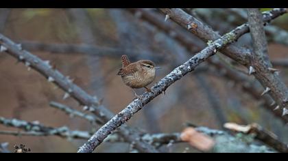 Çitkuşu » Eurasian Wren » Troglodytes troglodytes