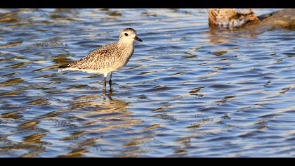 Gümüş yağmurcun » Grey Plover » Pluvialis squatarola