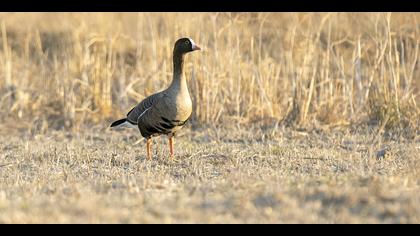 Küçük sakarca » Lesser White-fronted Goose » Anser erythropus