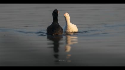 Sakarmeke » Eurasian Coot » Fulica atra