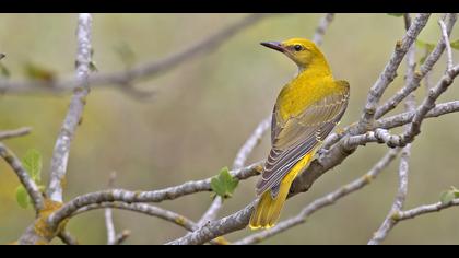 Sarıasma » Eurasian Golden Oriole » Oriolus oriolus