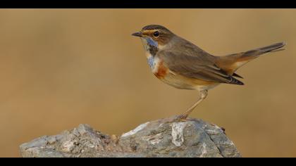 Mavigerdan » Bluethroat » Luscinia svecica