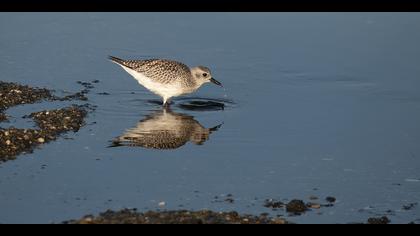 Gümüş yağmurcun » Grey Plover » Pluvialis squatarola