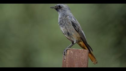 Kara kızılkuyruk » Black Redstart » Phoenicurus ochruros