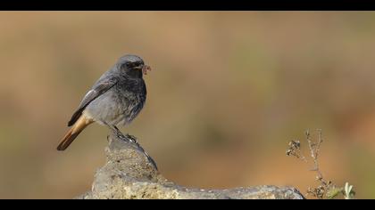 Kara kızılkuyruk » Black Redstart » Phoenicurus ochruros