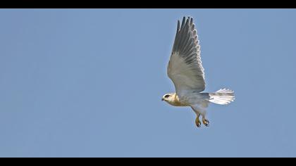 Ak çaylak » Black-winged Kite » Elanus caeruleus