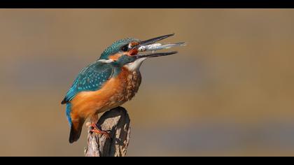 Yalıçapkını » Common Kingfisher » Alcedo atthis