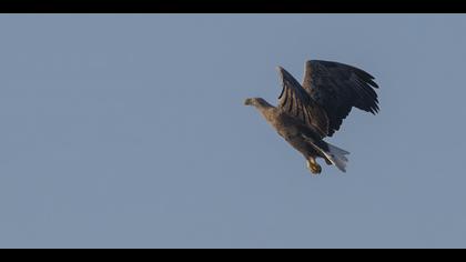 Akkuyruklu kartal