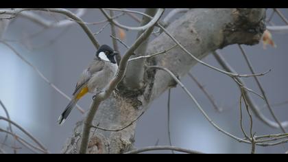 Akyanaklı arapbülbülü » White-eared Bulbul » Pycnonotus leucotis