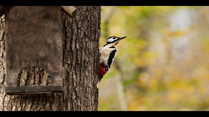 Orman alaca ağaçkakanı » Great Spotted Woodpecker » Dendrocopos major