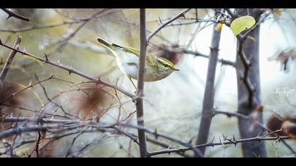 Çalıkuşu çıvgını » Pallas`s Leaf Warbler » Phylloscopus proregulus