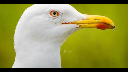 Gümüş martı » Yellow-legged Gull » Larus michahellis