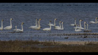 Küçük kuğu » Tundra Swan » Cygnus columbianus