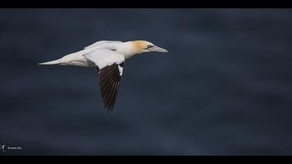 Sümsükkuşu » Northern Gannet » Morus bassanus