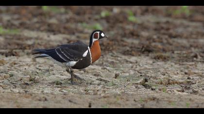 Sibirya kazı » Red-breasted Goose » Branta ruficollis