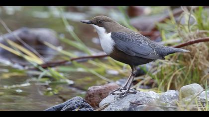 Derekuşu » White-throated Dipper » Cinclus cinclus