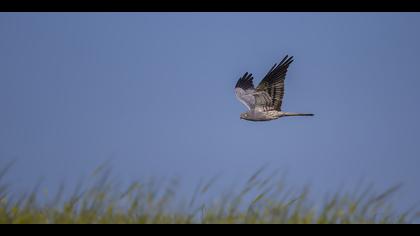 Çayır delicesi » Montagu`s Harrier » Circus pygargus