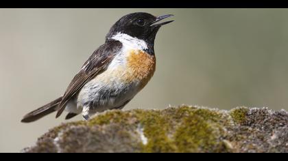 Taşkuşu » European Stonechat » Saxicola rubicola