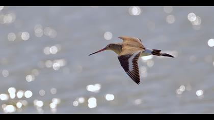 Çamurçulluğu » Black-tailed Godwit » Limosa limosa