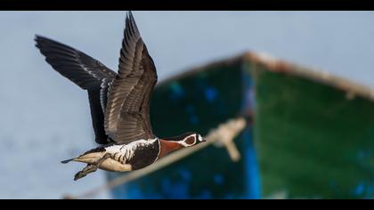 Sibirya kazı » Red-breasted Goose » Branta ruficollis