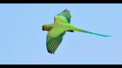 Yeşil papağan » Rose-ringed Parakeet » Psittacula krameri