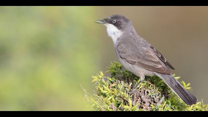 Akgözlü ötleğen » Eastern Orphean Warbler » Sylvia crassirostris