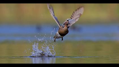 Çıkrıkçın » Garganey » Spatula querquedula