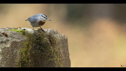 Anadolu sıvacısı » Krüper`s Nuthatch » Sitta krueperi