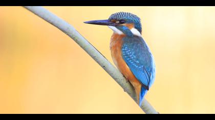 Yalıçapkını » Common Kingfisher » Alcedo atthis