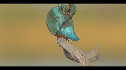 Yalıçapkını » Common Kingfisher » Alcedo atthis