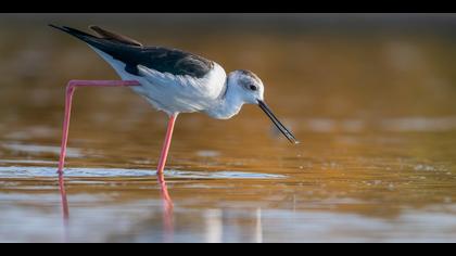 Uzunbacak » Black-winged Stilt » Himantopus himantopus