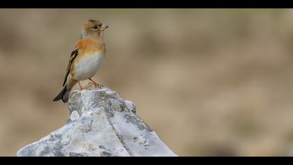 Dağ ispinozu » Brambling » Fringilla montifringilla