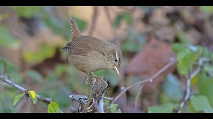 Çitkuşu » Eurasian Wren » Troglodytes troglodytes