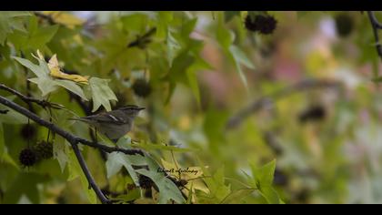 Akkaşlı çıvgın » Hume`s Leaf Warbler » Phylloscopus humei