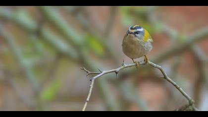 Sürmeli çalıkuşu » Common Firecrest » Regulus ignicapilla