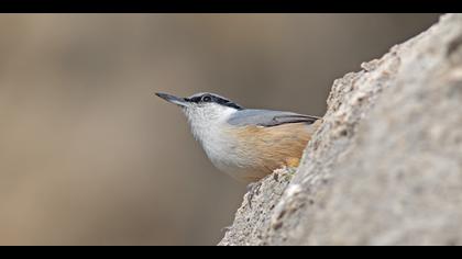 Kaya sıvacısı » Western Rock Nuthatch » Sitta neumayer