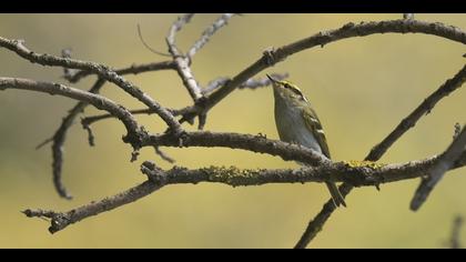 Çalıkuşu çıvgını » Pallas`s Leaf Warbler » Phylloscopus proregulus